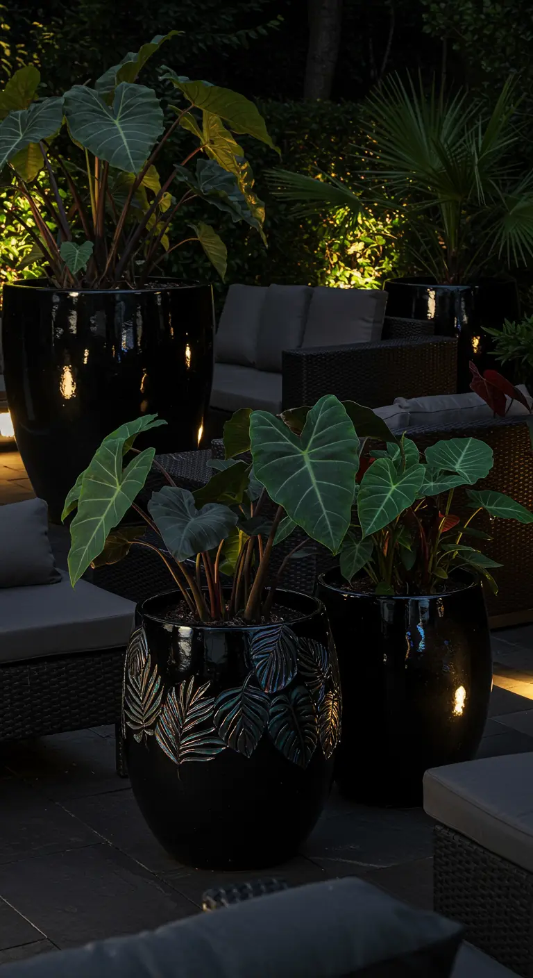 Terrasse de nuit avec de grands pots noirs laqués, garnis d'Alocasias et éclairés par des lumières douces.